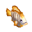 Sailfin Tang