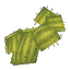 Flat Cactus
