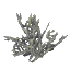 Gray Coral Bush