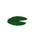 Waterlily